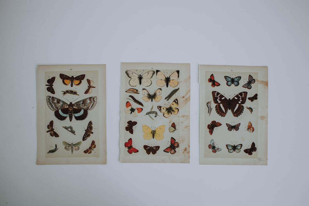 services-02 Three vintage butterfly specimen prints showcasing diverse butterfly species in artistic arrangements.